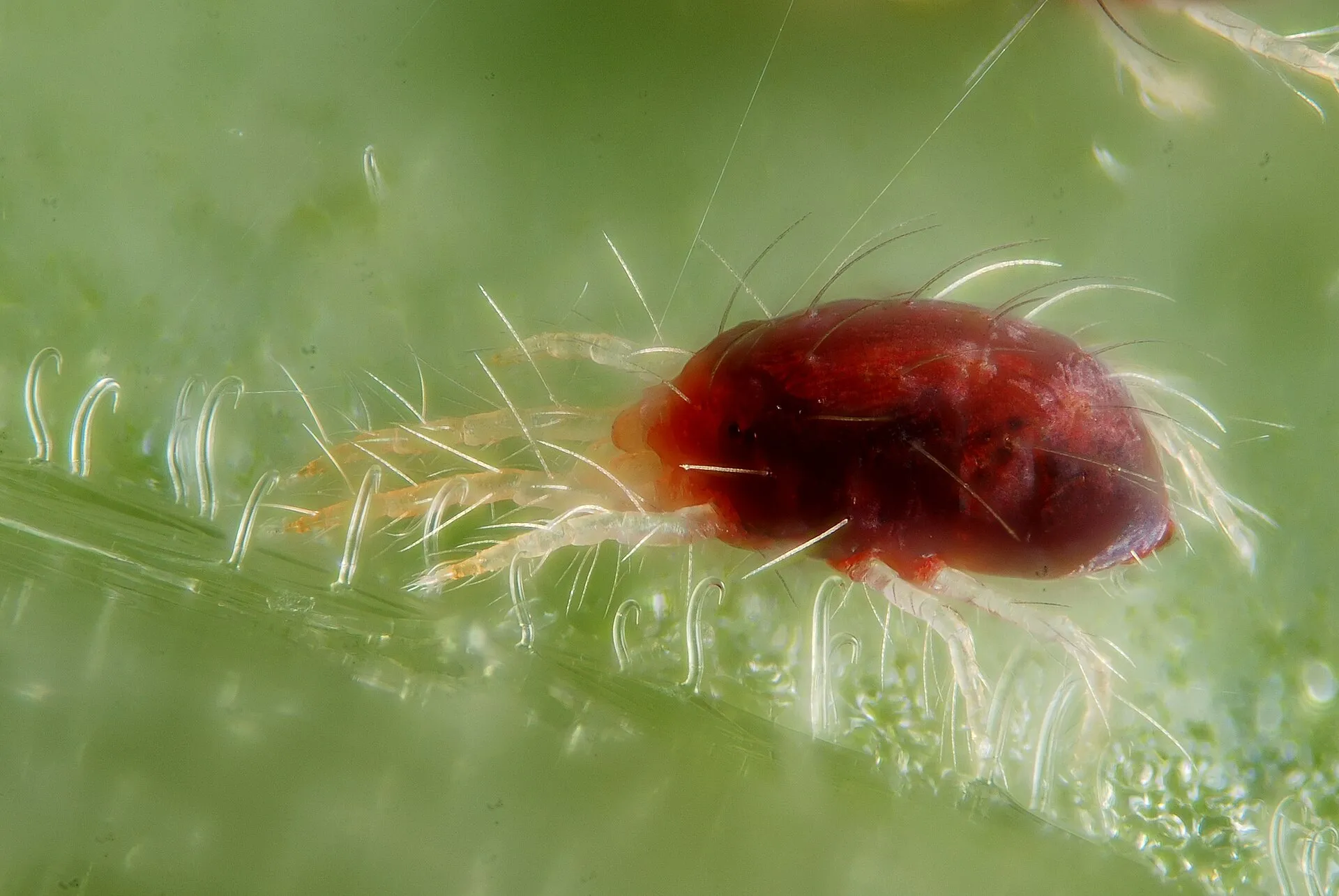 Araña roja, en su forma roja, con hilos de seda, vista muy de cerca.