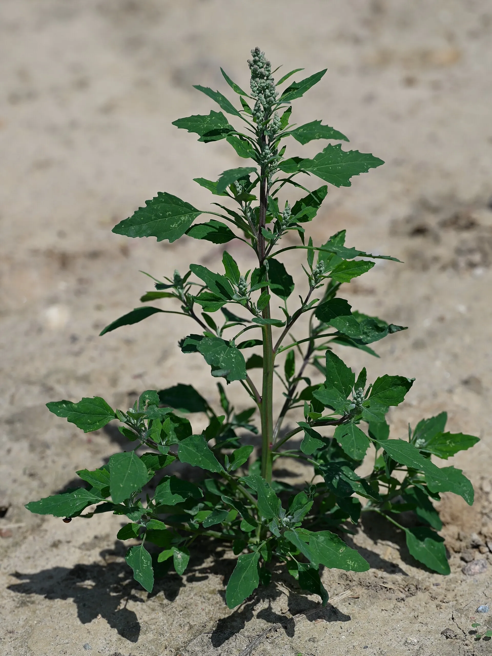 Planta de cenizo en el campo; las hojas de arriba salen blanquecinas.