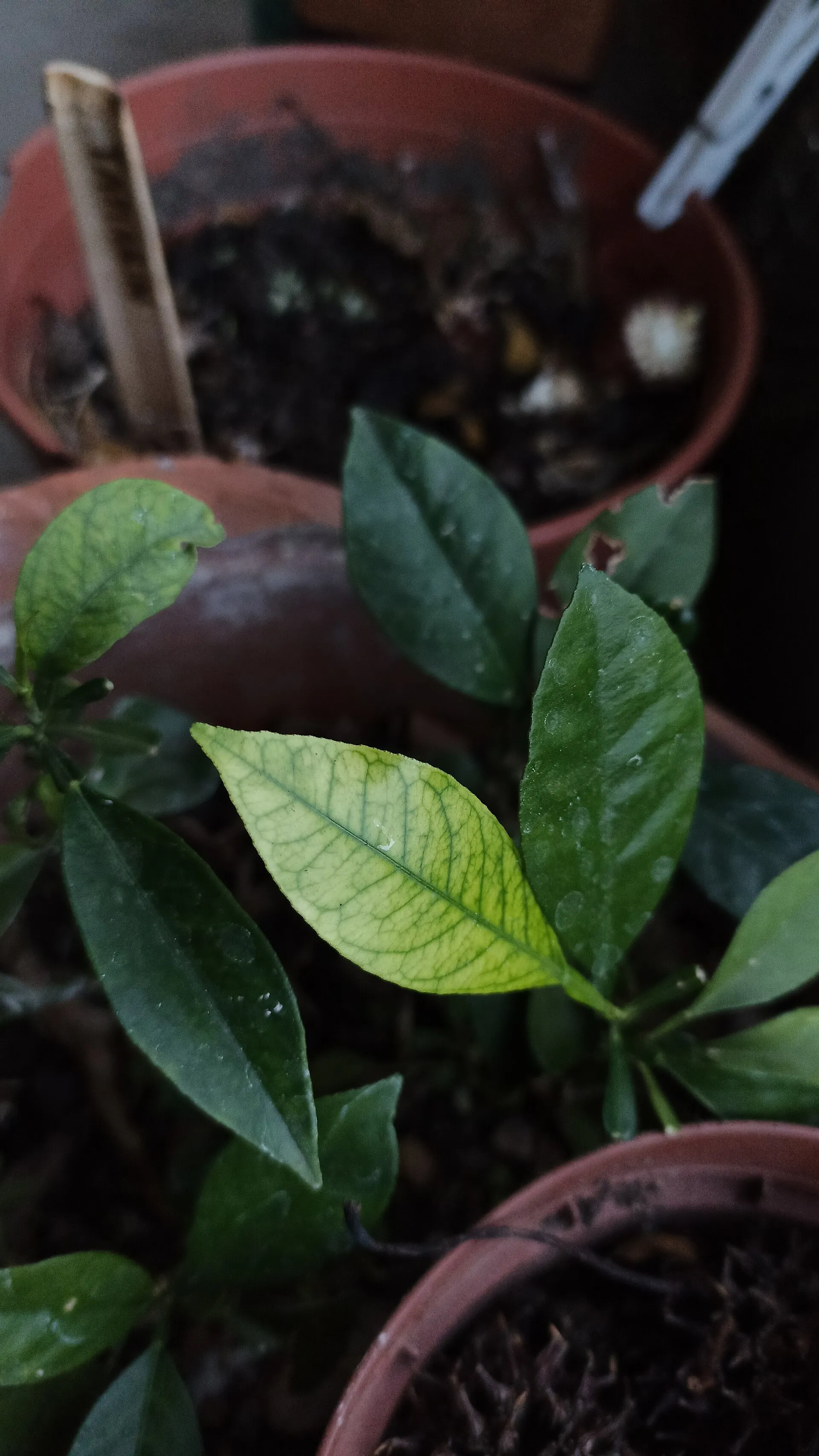 Clorosis férrica en hoja de cítrico: amarilla, con los nervios verdes.
