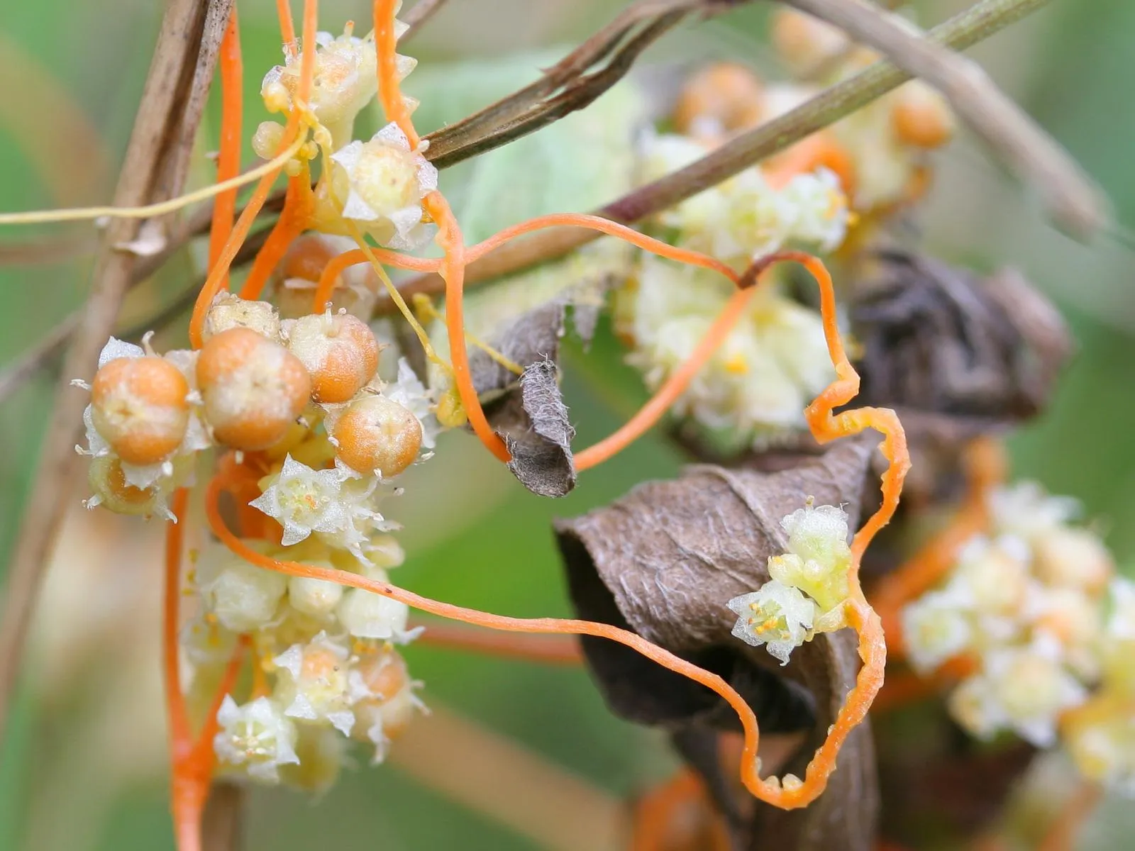 Cuscuta: hilos anaranjados enredados en la planta, con sus flores en grupos.