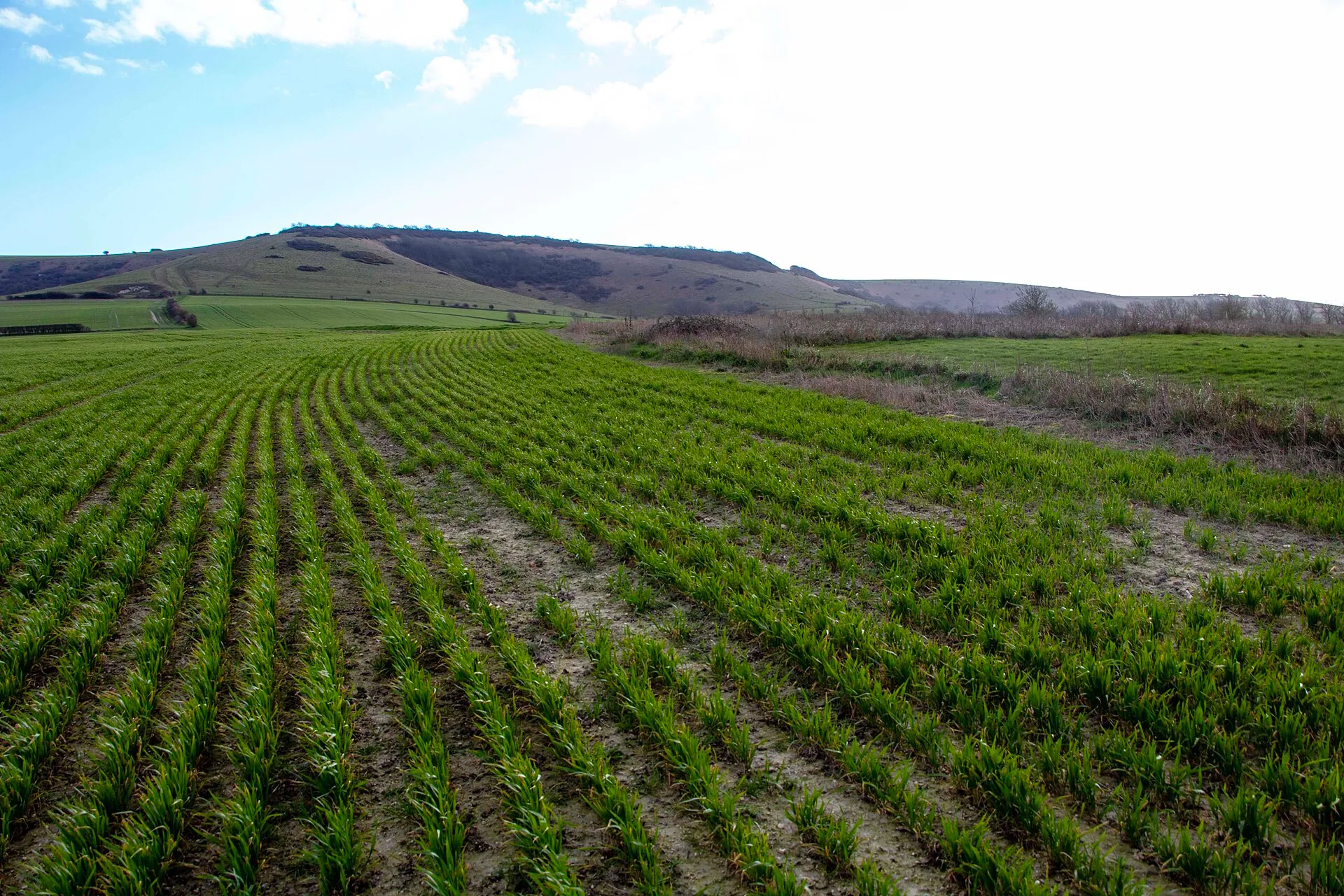 Cultivo retrasado en la zona del campo donde se encharca el agua.