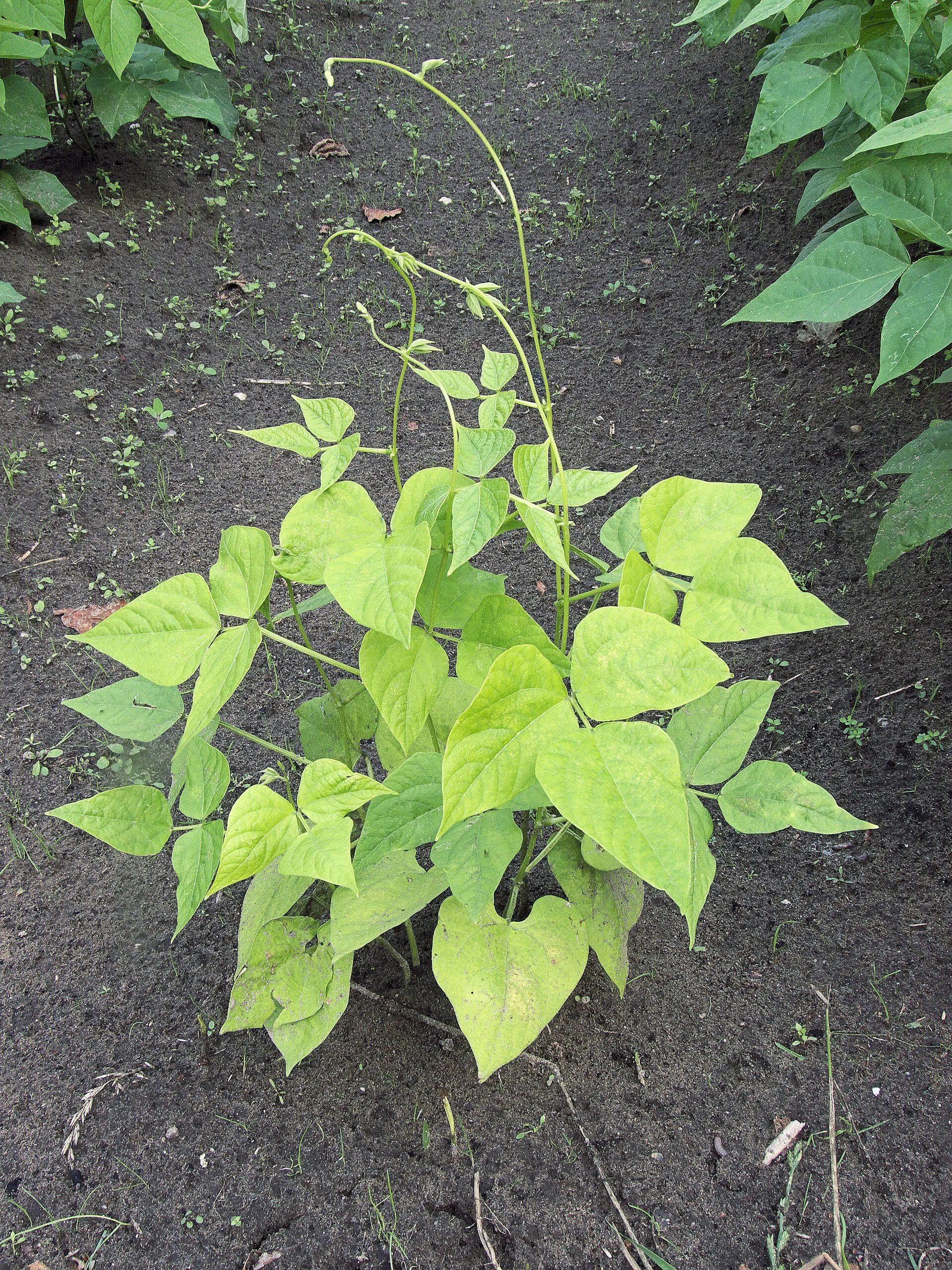 Falta de nitrógeno en judía: la planta entera, verde pálida y amarillenta.