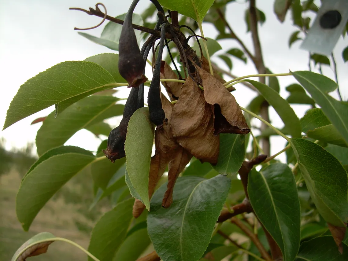 Fuego bacteriano en peral: hojas secas y frutitos negros, como quemados.
