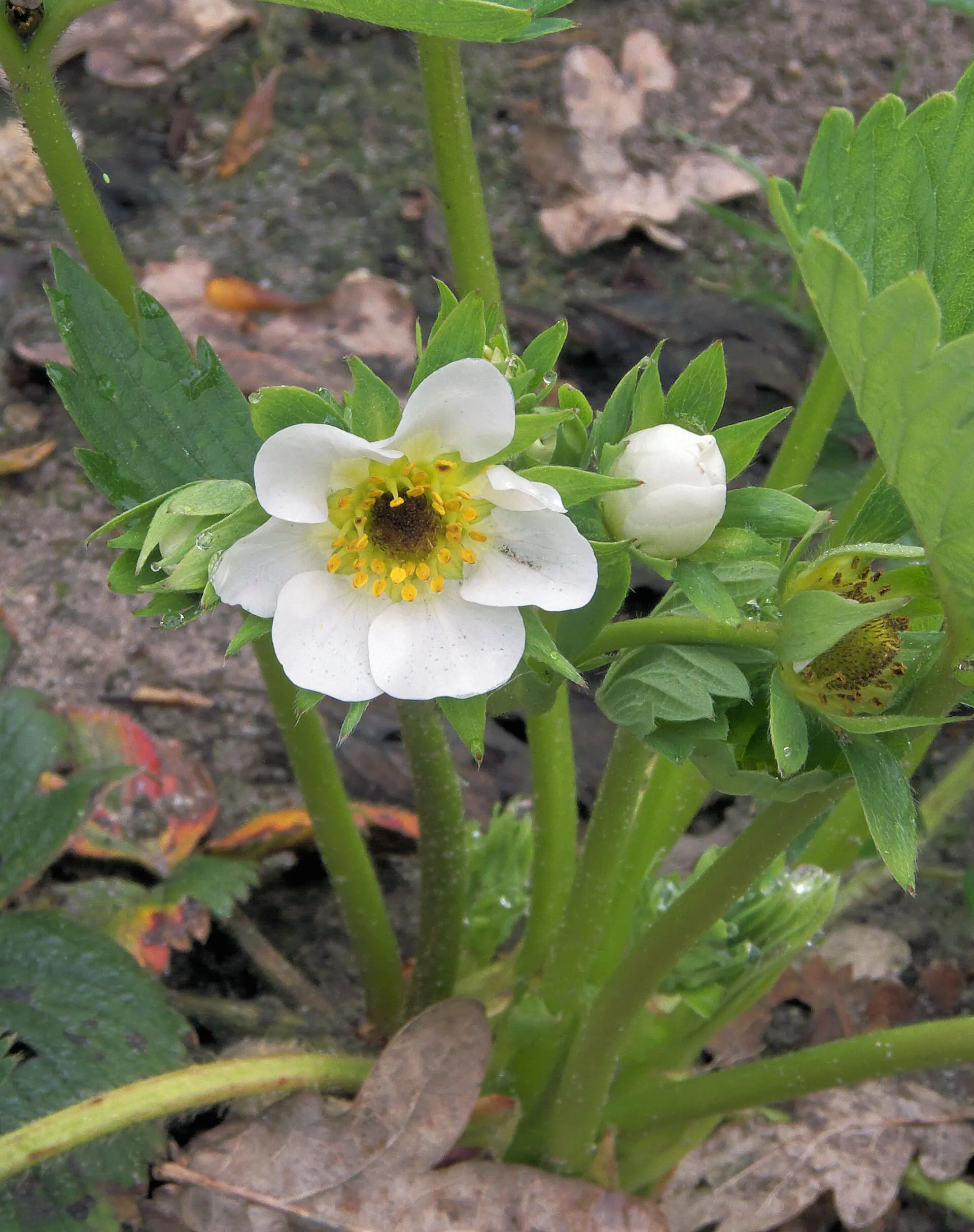 Flor de fresa después de una helada: el centro se queda negro.