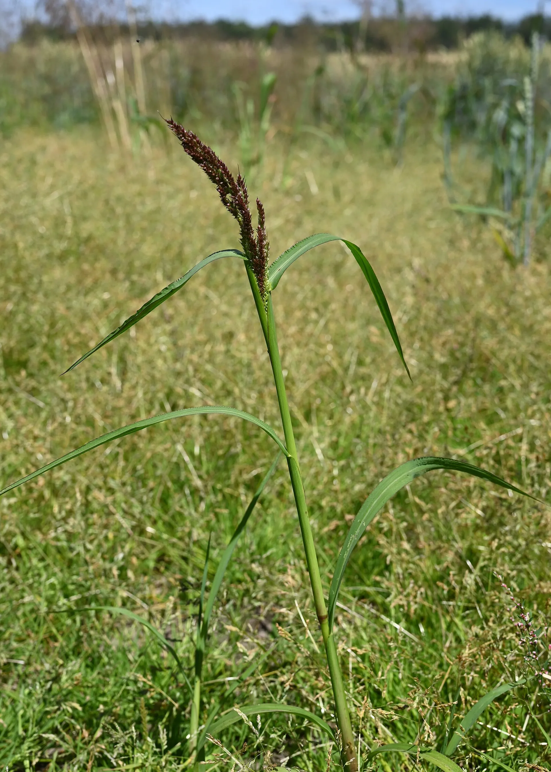 Pata de gallina (Echinochloa crus-galli), presente en todas las zonas arroceras de España.