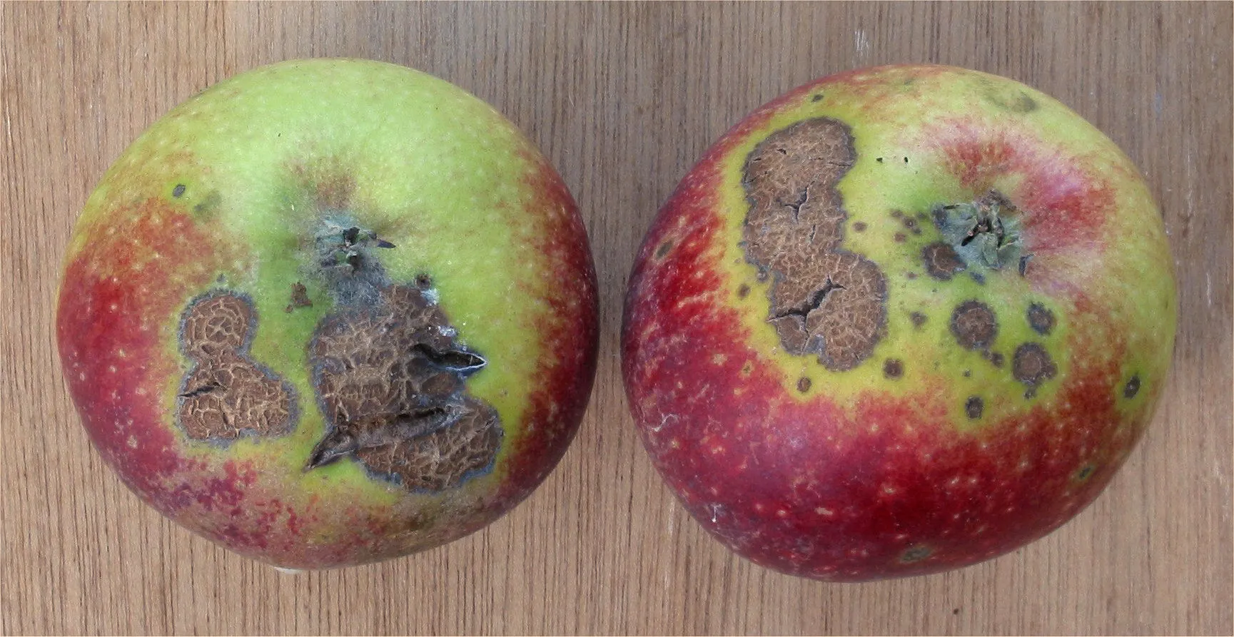 Manzanas con las manchas oscuras del moteado.