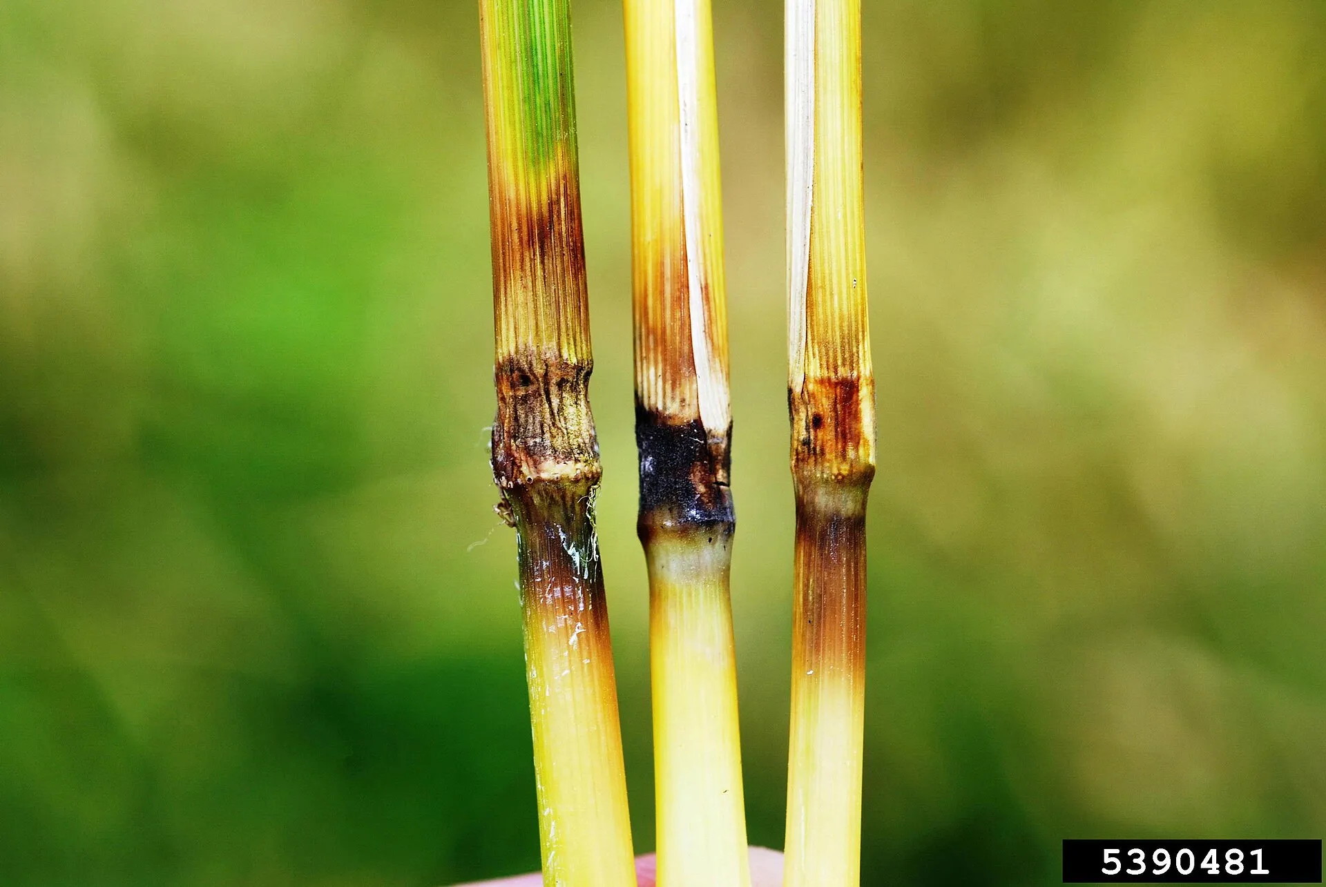 Piriculariosis en tallos de arroz.