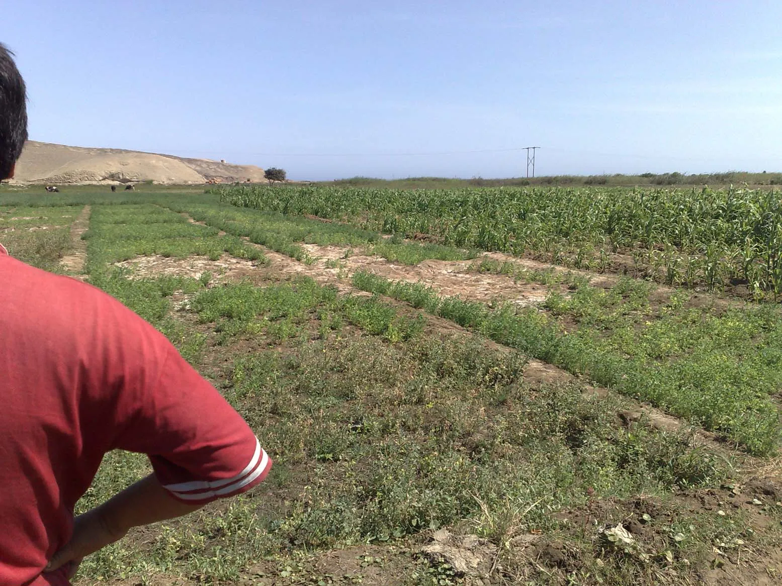 Regadío con sal en Perú: en las manchas, el cultivo apenas crece.