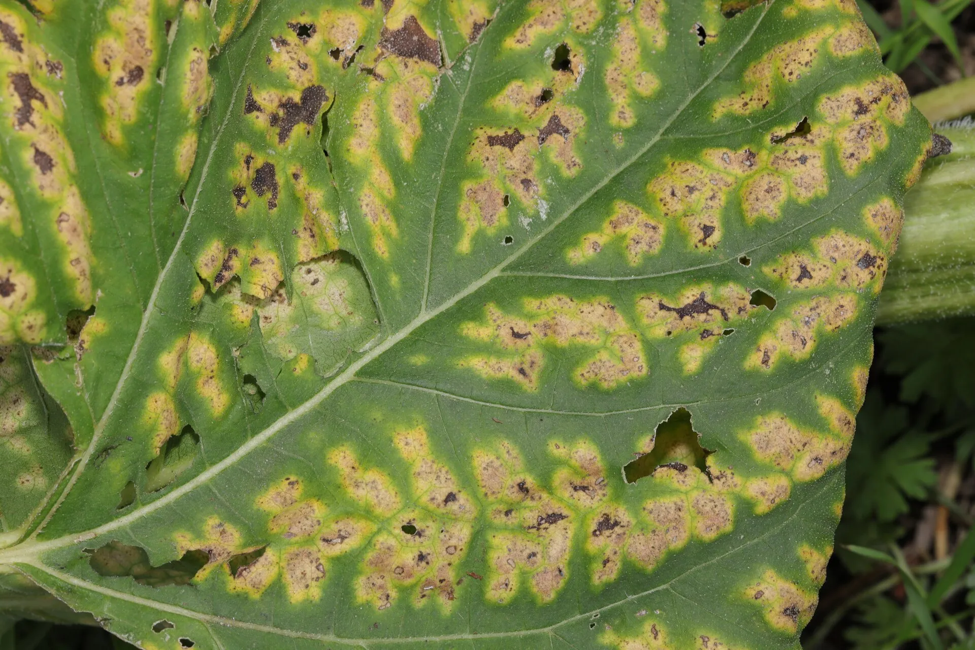 Verticilosis: la hoja amarillea y se seca. En olivo y almendro se ve sobre todo como ramas que se secan.