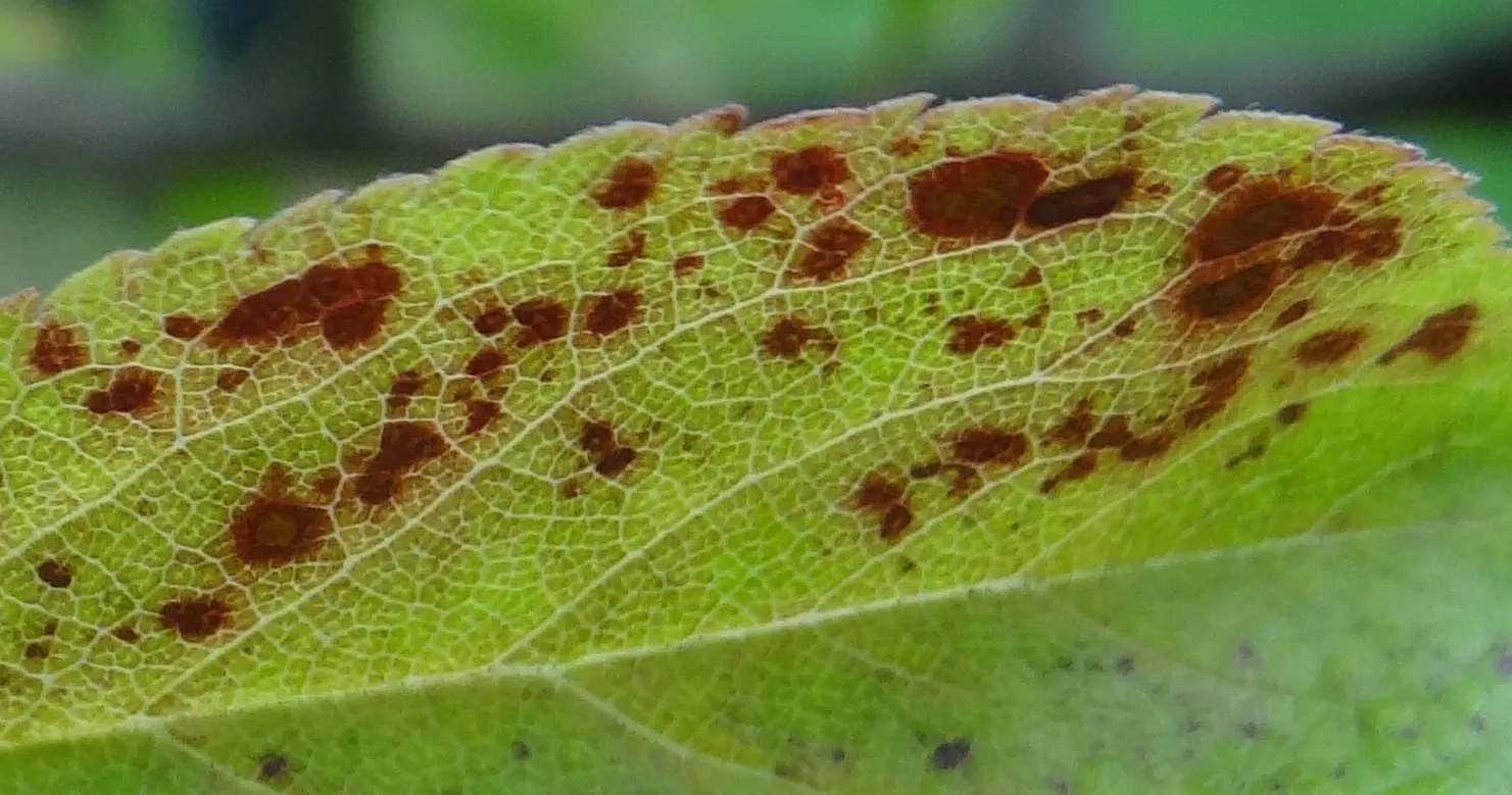 Manchas de Xanthomonas arboricola pv. pruni en hoja de endrino, pariente silvestre del melocotonero.